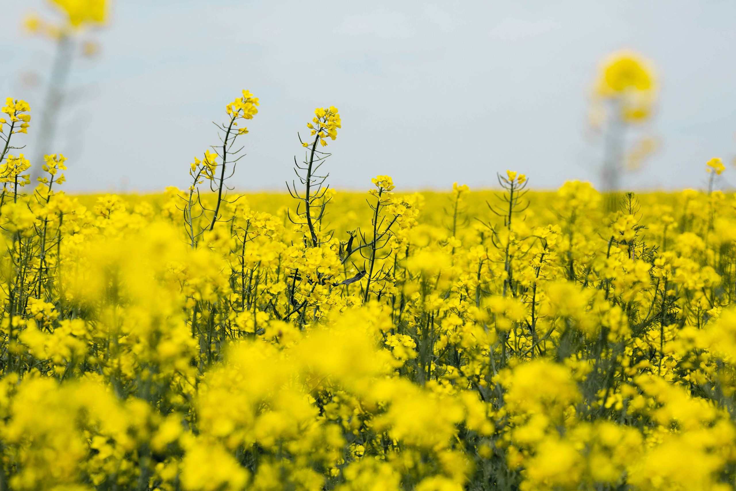 farm-field-landscape (1)